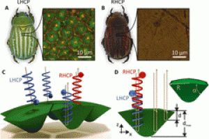 Published paper "Non-diffracting light in nature: Anomalously reflected self-healing Bessel beams from jewel scarabs"