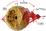 Potato starch as a lens